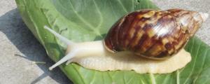 宠物蜗牛能活多久