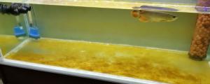 鱼缸褐藻怎么处理