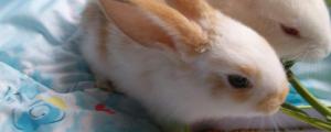 兔子耳朵热是怎么回事，为什么兔子的耳朵很烫