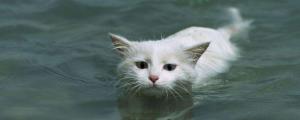 猫会游泳吗