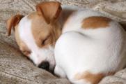 狗狗睡姿看性格，辨别狗狗对主人的信任程度的四种睡姿