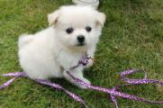 白色的小型犬有哪些，五种迷人可爱的白色宠物狗品种