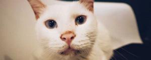 猫眼白有红血丝