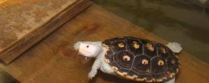 钻纹龟是不是保护动物