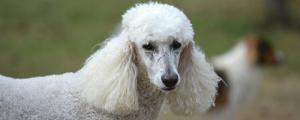 白色卷毛狗是什么品种