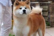 秋田犬一般多少钱，品相好价格贵范围在5000～1万