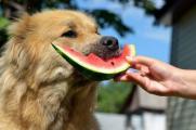 幼犬可以吃西瓜吗，能适量食用但不可吃太多不能冰镇