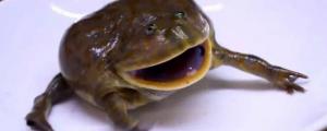 小丑蛙可以和鱼养在一起吗