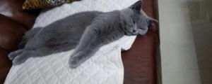 蓝猫可以和人睡吗