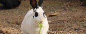 兔子为什么不能吃白菜