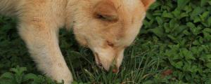 狗为什么吃草