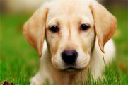 狗狗的眼白红怎么回事，运动过度肝火旺盛或者眼疾所致