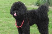 黑色的泰迪狗很稀有吗，不稀有但比红棕色稍微少些