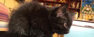 黑煤球猫是什么品种