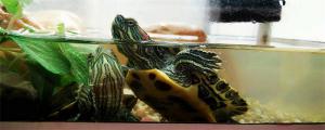 小乌龟能放到鱼缸里和金鱼一起养吗