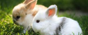 兔子怎么分辨公母