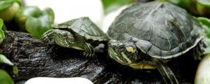 巴西龟可以干养多久