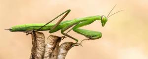 螳螂喜欢吃什么叶子