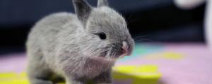 侏儒兔的智商能有几岁