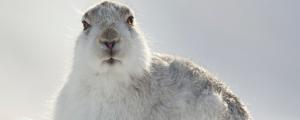北极兔可以活多久
