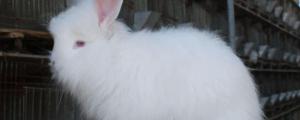 安哥拉兔可以长到多少斤