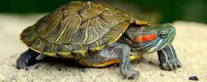 巴西龟龟壳变软怎么回事