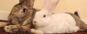 兔子耳朵一只垂一只立是什么原因