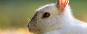 怎么知道兔子得了球虫病