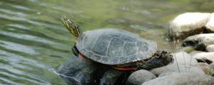 花龟可以深水养吗