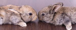 兔子耳朵下垂怎样恢复