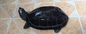 乌龟黑化算变异吗，不算变异但是好龟的标志