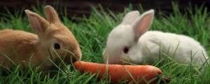 兔子爱吃胡萝卜吗，兔子其实不怎么吃胡萝卜