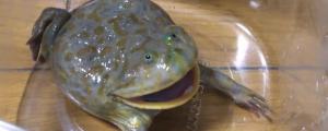 小丑蛙可以和水龟一起养吗