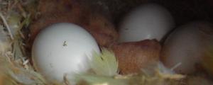 鹦鹉蛋怎么判断死胎