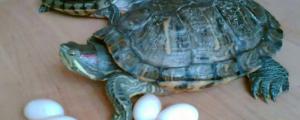 不冬眠的龟能繁殖吗
