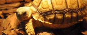 乌龟的寿命为什么那么长