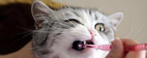 猫咪不刷牙可以吗