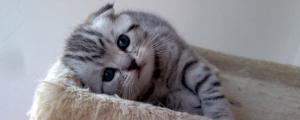 美短猫为什么出现折耳