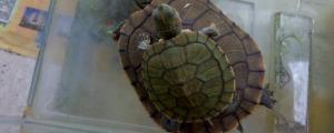 8到9厘米的巴西龟几岁