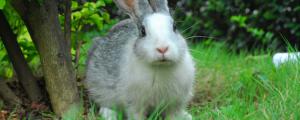 兔子一年可以繁殖几次