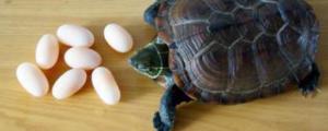 乌龟一年下几次蛋