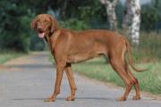 维兹拉是匈牙利国犬，举止优雅的短毛断尾猎犬