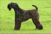 凯利蓝梗是爱尔兰国犬，被誉为冠军级别的饲养犬