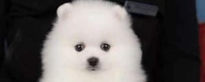 白色茶杯犬价格是多少，纯种价位一般在8000元以上