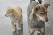 中国土狗在国外的身价，中华田园犬美国市价200-1000美元