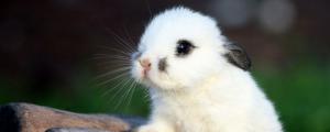 侏儒兔几个月生小兔子