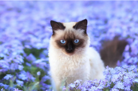 猫可以吃蟑螂吗
