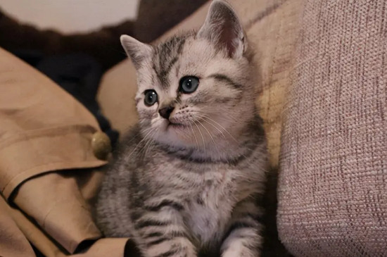 猫可以吃蟑螂吗