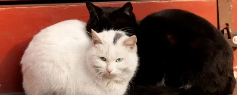 猫可以吃蟑螂吗