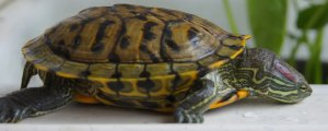 巴西龟怎么分辨公母